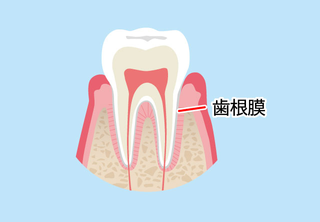 下の前歯がむずむずする原因のひとつ歯根膜への刺激|福岡市南区老司 ひろた哲哉歯科・矯正歯科